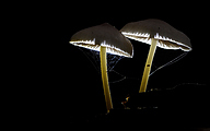 01  Mycena